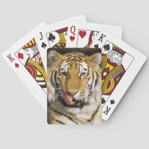 Baraja De Cartas Tigre Zoológico de Michigan