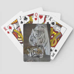 Baraja De Cartas Tigres Blancos Y Marrones En Descanso