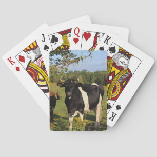 Baraja De Cartas Tome la Bull por los cuernos