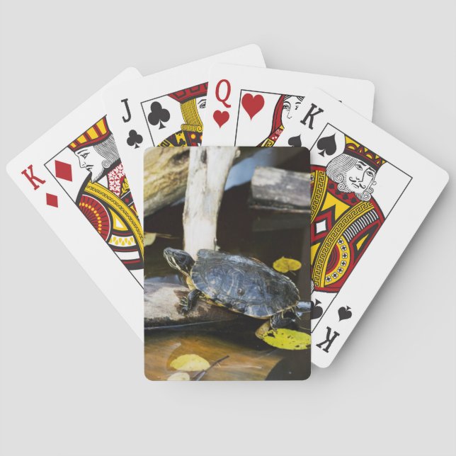 Baraja De Cartas Tortuga del resbalador de la charca en el salvaje (Reverso)