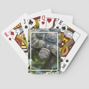 Baraja De Cartas Tortuga linda