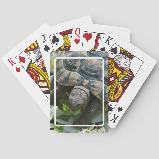 Baraja De Cartas Tortuga linda (Reverso)