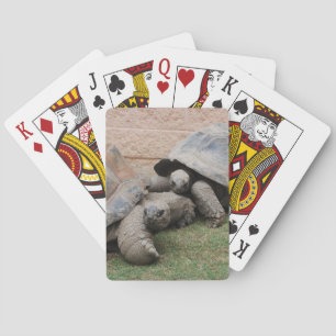 Baraja De Cartas tortugas gigantes