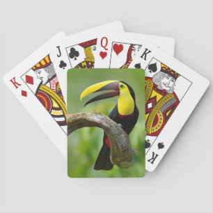 Baraja De Cartas Toucan sentado en la rama del bosque