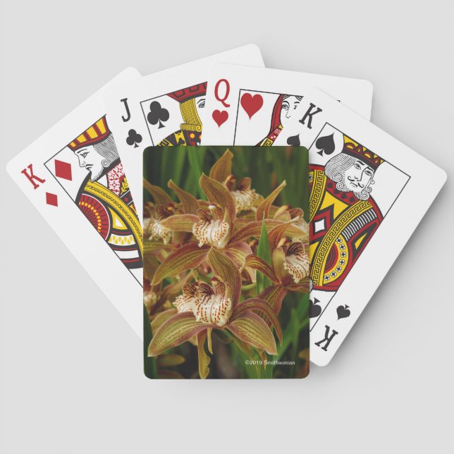 Baraja De Cartas Tracyanum del Cymbidium (Reverso)