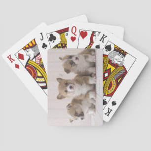 Baraja De Cartas Tres Corgi galés