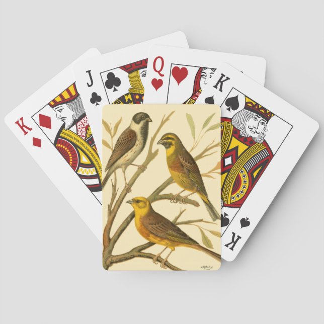 Baraja De Cartas Tres pájaros domésticos encaramados en una sucursa (Reverso)