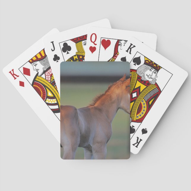 Baraja De Cartas Trimestre de caballos (Reverso)