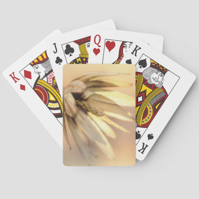 Baraja De Cartas Tulip Poplar Empty Seed Pod (Reverso)