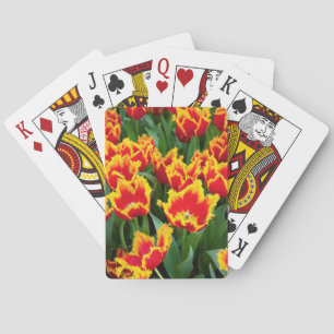 Baraja De Cartas Tulipa Fabio, Keukenhof, Países Bajos
