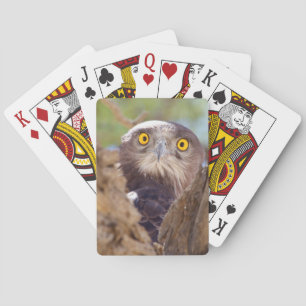 Baraja De Cartas Un águila culebrera de pecho blanco