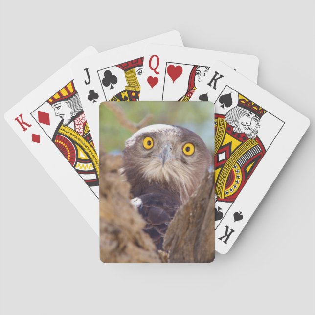 Baraja De Cartas Un águila culebrera de pecho blanco (Reverso)