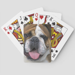 Baraja De Cartas Un bulldog inglés en Bélgica.