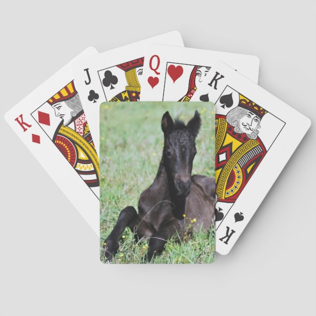 Baraja De Cartas Un caballo bebé en la pradera (Reverso)
