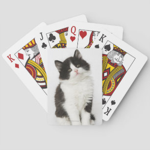 Baraja De Cartas Un gatito joven sentado mirando a la cámara