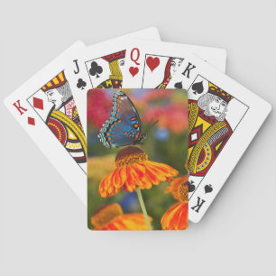 Baraja De Cartas Un Spicebush Swallowtail, troilus de Papilio