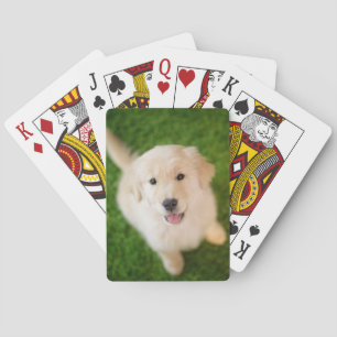 Baraja De Cartas Una cachorro dorada en el césped