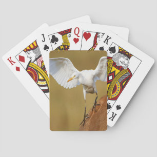 Baraja De Cartas Una garceta bueyera (Bubulcus Ibis) desciende