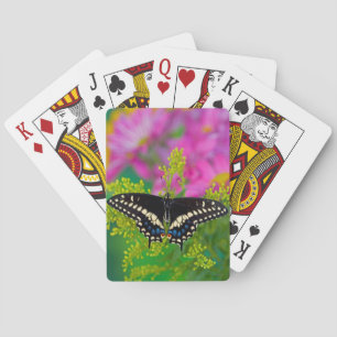 Baraja De Cartas Una Mariposa Papilionidae Aterrizando