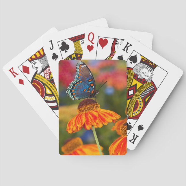 Baraja De Cartas Una Papilio troilus, Papilio troilus (Reverso)
