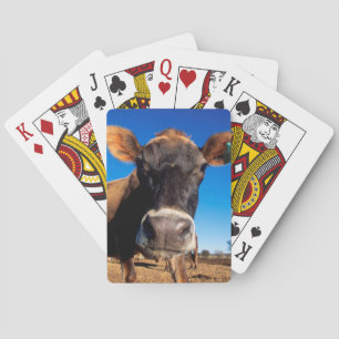 Baraja De Cartas Una vaca del jersey que es inquisitiva
