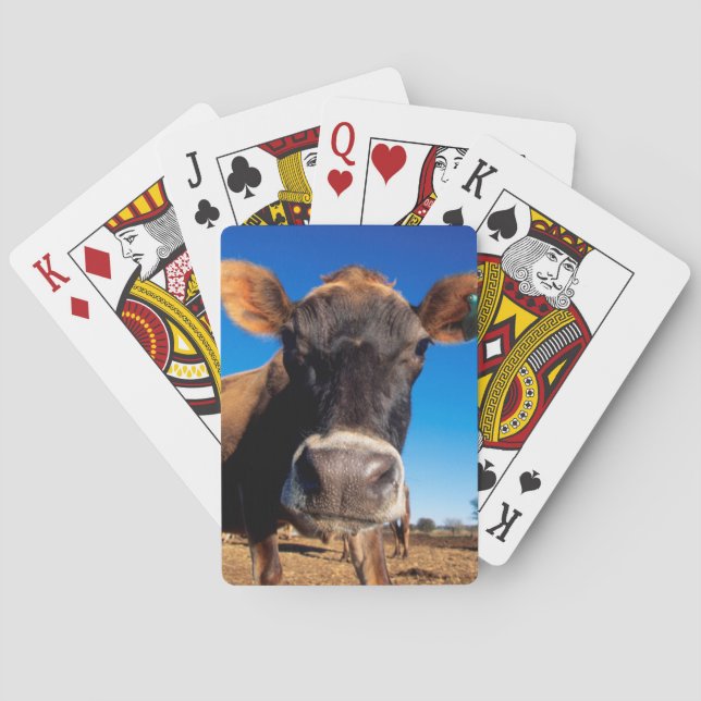 Baraja De Cartas Una vaca del jersey que es inquisitiva (Reverso)