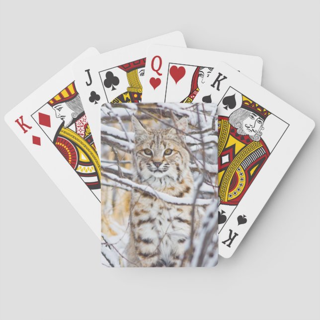 Baraja De Cartas USA, Wyoming, Bobcat sitting in snow-covered (Reverso)
