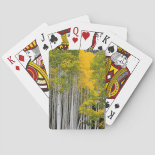 Baraja De Cartas Utah. EE. UU. Árboles de Aspen (Populus Tremuloide