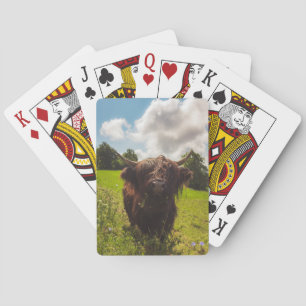 Baraja De Cartas Vaca negra de tierras altas pastoreando verde luz 
