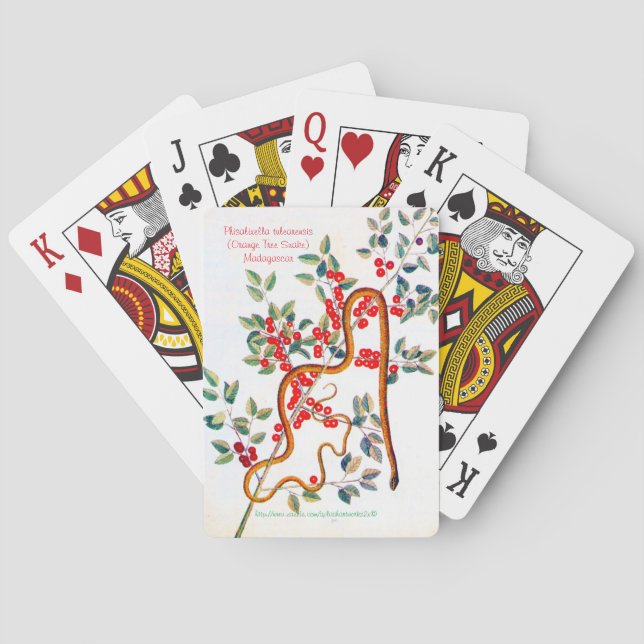Baraja De Cartas Variabilis de Phisalixella (Reverso)