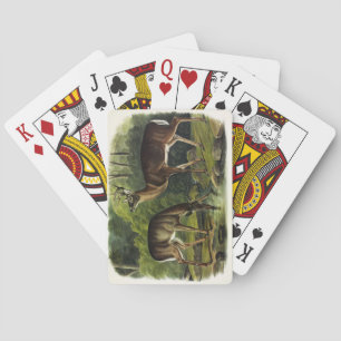 Baraja De Cartas Venado común (de cola blanca) - Quadrupedos de Aud