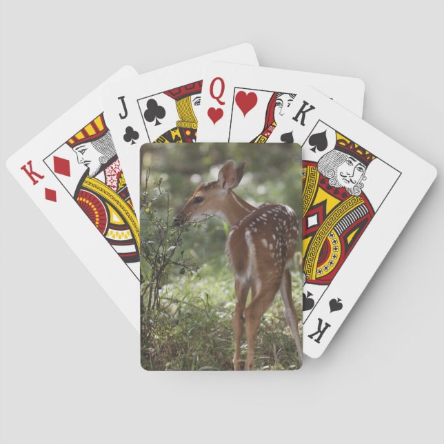 Baraja De Cartas Venado de cola blanca, Odocoileus virginianus (Reverso)
