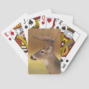 Baraja De Cartas Venado de cola blanca, Odocoileus virginianus,