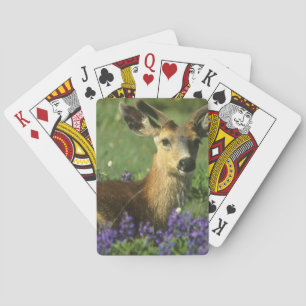 Baraja De Cartas Venado de cola negra, Odocoileus hemionus