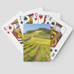 Baraja De Cartas Viñedo, Stellenbosch, Cabo Occidental