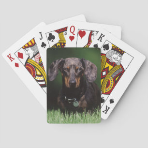Baraja De Cartas Vista de Dachshund de color moteado