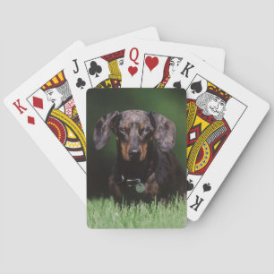 Baraja De Cartas Vista de Dachshund de color rucio