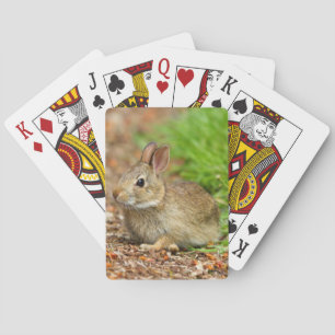 Baraja De Cartas WA, Redmond, conejo bebé de cola de algodón orient