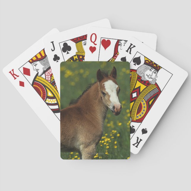 Baraja De Cartas Welsh Foal (Reverso)