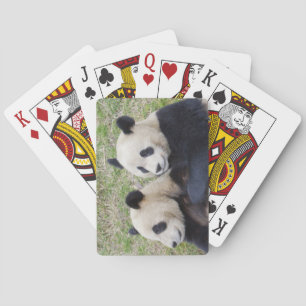 Baraja De Cartas Wolong Reserve, China, Giant panda hugging