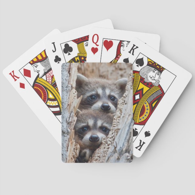 Baraja De Cartas Wyoming, Condado de Lincoln, Raccoon (Reverso)