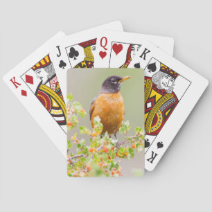 Baraja De Cartas Wyoming, el condado de Sublette, un petirrojo