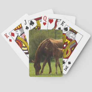 Baraja De Cartas Yegua y potro excelentes 2