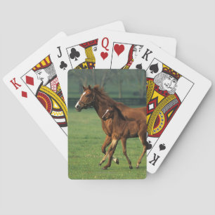 Baraja De Cartas Yegua y potro excelentes 3