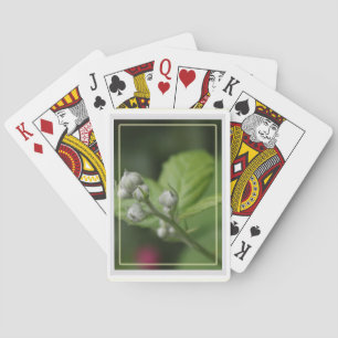 Baraja De Cartas yemas de flores de frambuesa silvestre de verano