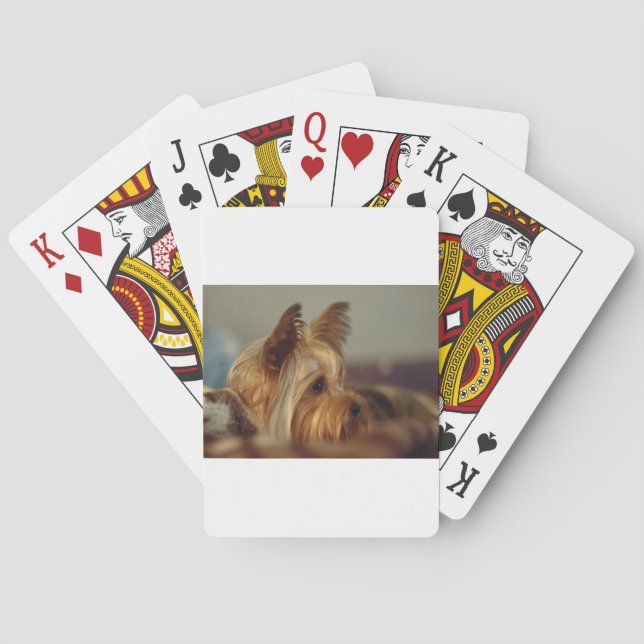Baraja De Cartas Yorkshire Terrier (Reverso)