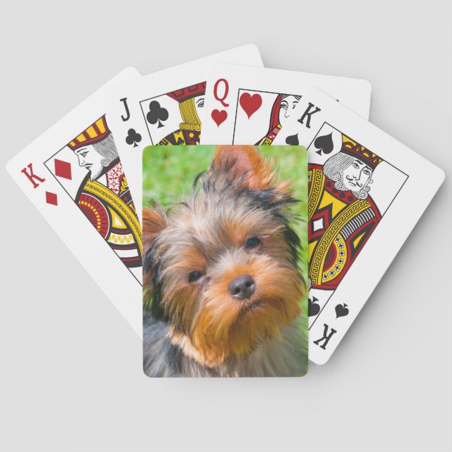 Baraja De Cartas Yorkshire Terrier mirando (Reverso)