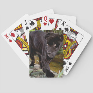Baraja De Cartas Zoológico de la ciudad de Belice. Pantera negra