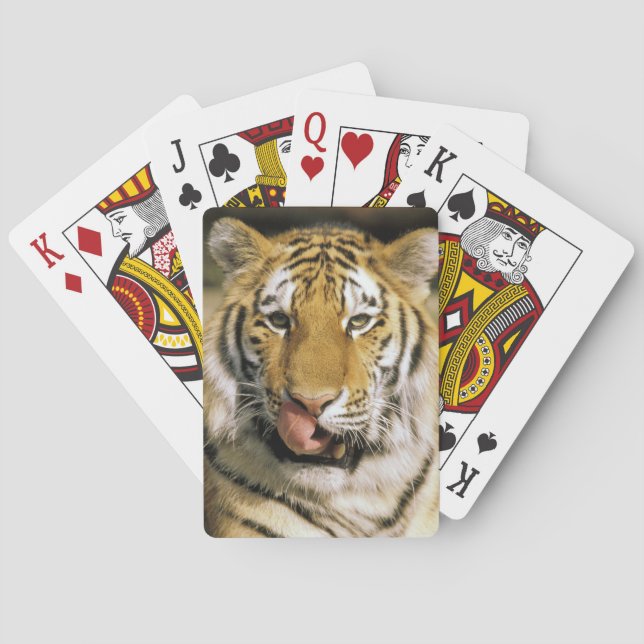 Baraja De Cartas Zoológico de Tiger Michigan (Reverso)