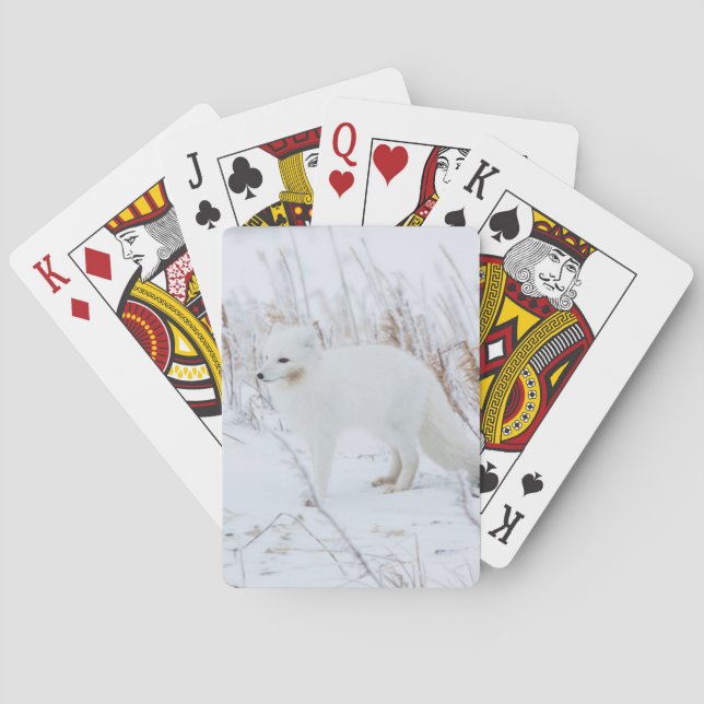 Baraja De Cartas Zorro Ártico (Reverso)